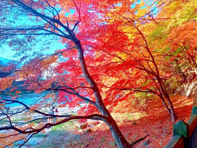 栃木の紅葉